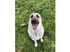 Adopt Chili a Black - with Tan, Yellow or Fawn German Shepherd Dog / Anatolian
