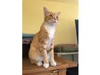Adopt Slider a Orange or Red Domestic Shorthair / Mixed (short coat) cat in