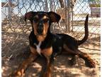 Adopt Casey a Shepherd (Unknown Type) / Mixed dog in San Tan Valley