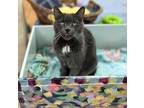 Adopt Maggie a Domestic Shorthair / Mixed cat in Kingston, NY (38061389)