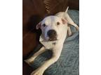 Adopt Cruz a American Pit Bull Terrier / Mixed dog in Chaska, MN (37714277)