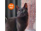 Adopt Oatmeal a All Black Domestic Shorthair / Mixed cat in New York