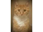 Adopt MARMALADE a Orange or Red (Mostly) Domestic Shorthair / Mixed (short coat)