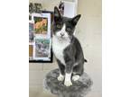 Adopt LoverBoy a Black & White or Tuxedo Domestic Shorthair (short coat) cat in