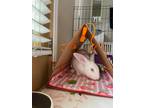 Adopt Pax a Other/Unknown / Mixed rabbit in Fountain Valley, CA (38197644)