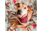 Adopt Montoya a Tan/Yellow/Fawn - with White Collie / Beagle / Mixed dog in