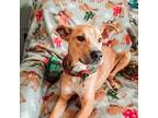 Adopt Nigo a Tan/Yellow/Fawn - with White Hound (Unknown Type) / Beagle / Mixed