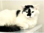 Adopt Moonie a Black & White or Tuxedo Domestic Shorthair / Mixed (short coat)