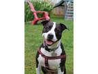 Adopt Royalty a American Pit Bull Terrier / American Staffordshire Terrier /