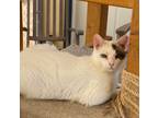 Adopt Violet a White (Mostly) Domestic Mediumhair / Mixed (medium coat) cat in