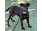 Adopt Midnight a Black Labrador Retriever / Mixed dog in CARISLE, PA (38125985)