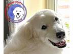 Adopt Lolly a White Great Pyrenees / Mixed dog in Portland, OR (38206674)