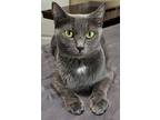 Luna, Russian Blue For Adoption In Dallas, Texas