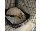Willow, Siamese For Adoption In Burlington, Iowa
