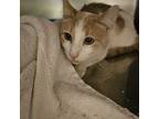 Toby, Domestic Shorthair For Adoption In Burlington, Iowa