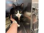 Tarot, Domestic Shorthair For Adoption In Burlington, Iowa