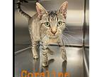 Coraline, Domestic Shorthair For Adoption In Burlington, Iowa