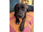 24-101 Lolly, Labrador Retriever For Adoption In Richardson, Texas