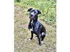 Bear, Labrador Retriever For Adoption In Olive Branch, Mississippi