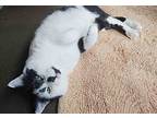 Simon, Domestic Mediumhair For Adoption In Sequim, Washington