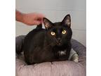 Kuro, Domestic Mediumhair For Adoption In Slidell, Louisiana
