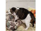 Cleo, Domestic Shorthair For Adoption In Slidell, Louisiana