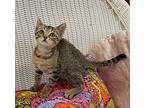Tater, Domestic Shorthair For Adoption In Slidell, Louisiana