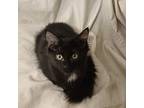 Eclipse !!!!, Turkish Angora For Adoption In San Diego, California