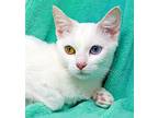 Bonnie, Domestic Shorthair For Adoption In Tierra Verde, Florida