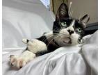 Cheyenne, Domestic Shorthair For Adoption In St Augustine, Florida