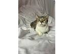 Boo, Domestic Shorthair For Adoption In St Augustine, Florida