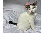 Hardie B., Domestic Shorthair For Adoption In St Augustine, Florida