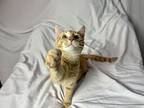 Denny, Domestic Shorthair For Adoption In St Augustine, Florida