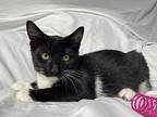 Scratchy Love, Domestic Shorthair For Adoption In St Augustine, Florida