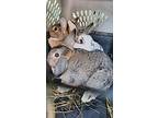 Prue, Mini Lop For Adoption In Westford, Massachusetts