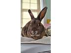 Piper, Mini Lop For Adoption In Westford, Massachusetts
