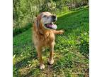 Roscoe, Golden Retriever For Adoption In Louisville, Kentucky