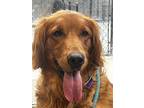 Ginger, Golden Retriever For Adoption In Louisville, Kentucky