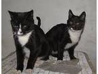 Taylor And Reggie, Maine Coon For Adoption In Fresno, California