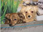 Snickers&banner, Dachshund For Adoption In Fresno, California