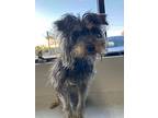 Pebbles, Schnauzer (miniature) For Adoption In Homer Glen, Illinois