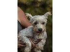 Hannah, Schnauzer (miniature) For Adoption In Homer Glen, Illinois