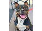 Beckham, Staffordshire Bull Terrier For Adoption In Bonita, California