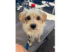Russett, Jack Russell Terrier For Adoption In Bonita, California