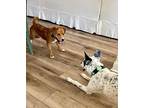 Teddy, Golden Retriever For Adoption In Jacksonville, Florida