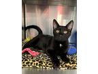 Georgette, Domestic Shorthair For Adoption In Oakdale, California