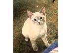 Sebastian, Siamese For Adoption In Paris, Kentucky