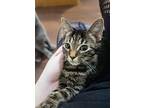 Silas, Domestic Shorthair For Adoption In Statesville, North Carolina