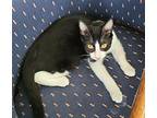 Cowboy 2, Domestic Shorthair For Adoption In Austin, Texas