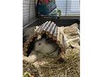 Lucky, Californian For Adoption In Orillia, Ontario